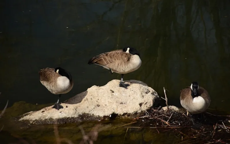 Appliance Repair in Englewood, CO